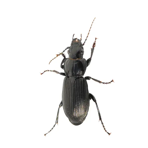 Ground Beetle on a white background - Keep pests away from your home with Pest Defense Solutions in Albuquerque, NM
