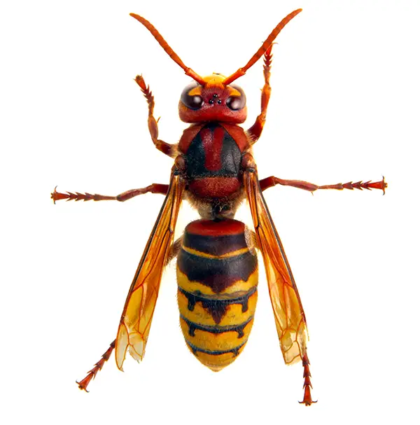 Hornet on a white background - Keep pests away from your home with Pest Defense Solutions in Albuquerque, NM
