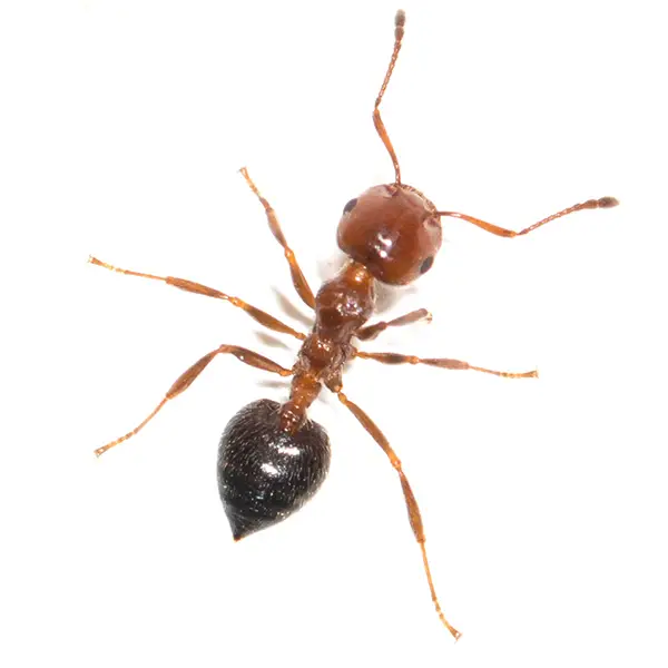 House ant on a white background - Keep pests away from your home with Pest Defense Solutions in Albuquerque, NM