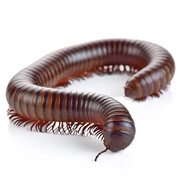 Millipede on a white background - Keep pests away from your home with Pest Defense Solutions in Albuquerque, NM