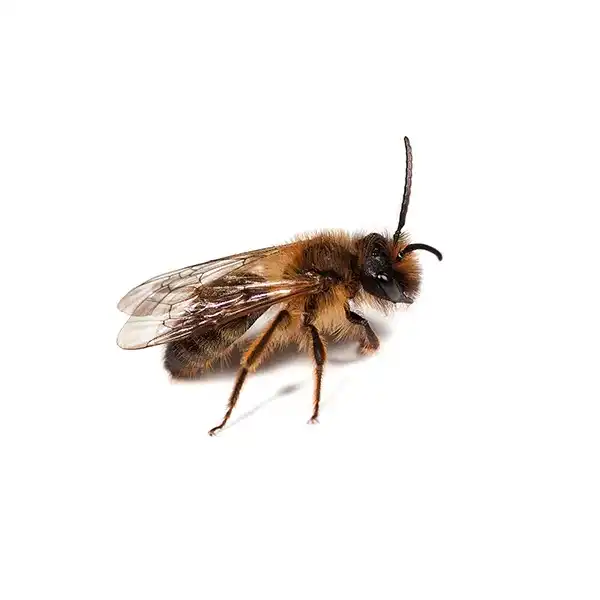 Mining bee on a white background - Keep pests away from your home with Pest Defense Solutions in Albuquerque, NM