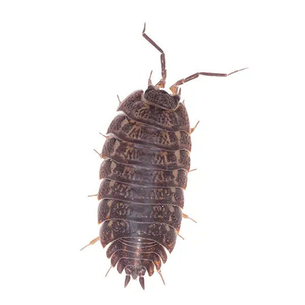 Pillbug on a white background - Keep pests away from your home with Pest Defense Solutions in Albuquerque, NM