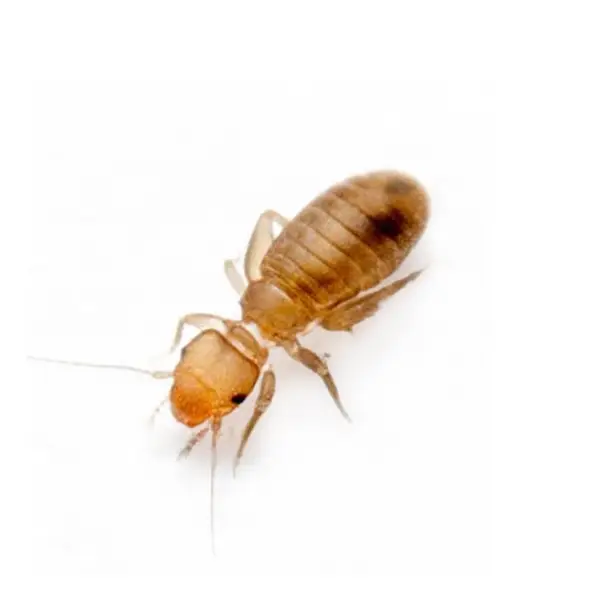 Psocid on a white background - Keep pests away from your home with Pest Defense Solutions in Albuquerque, NM