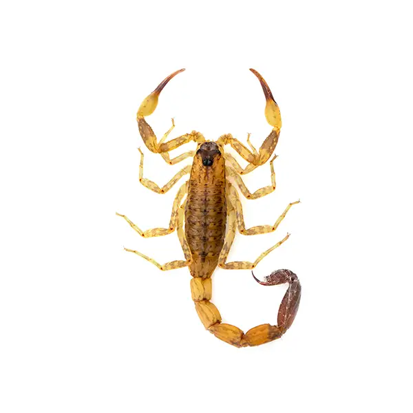 Scorpion on a white background - Keep pests away from your home with Pest Defense Solutions in Albuquerque, NM