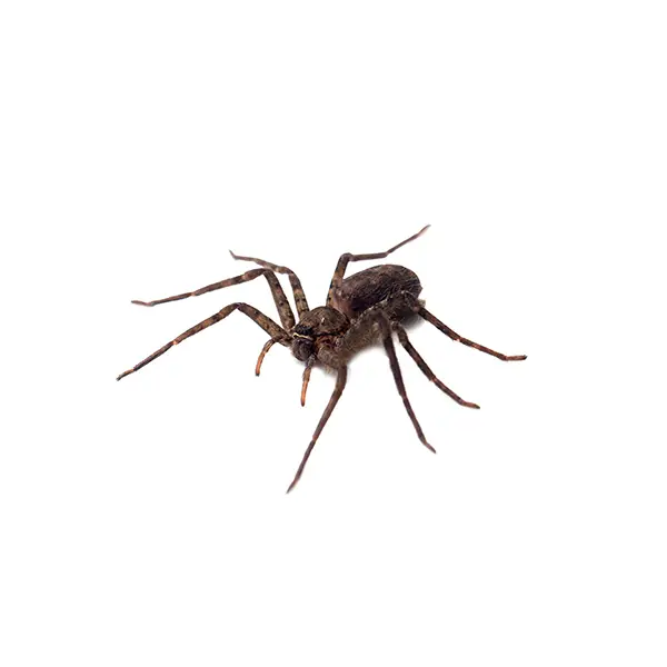 Spider on a white background - Keep pests away from your home with Pest Defense Solutions in Albuquerque, NM