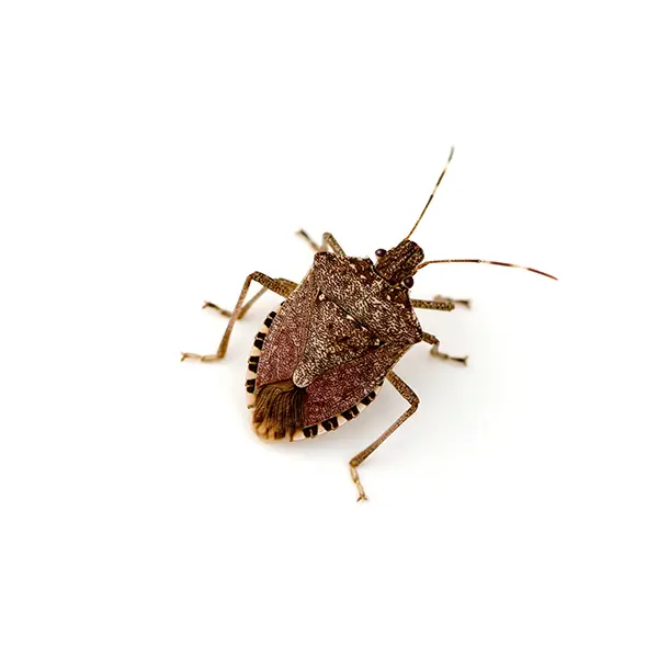 Stinkbug on a white background - Keep pests away from your home with Pest Defense Solutions in Albuquerque, NM