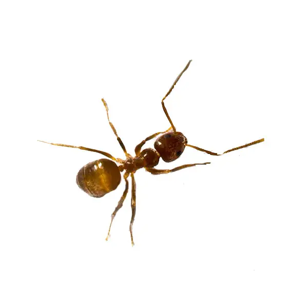 Tawny crazy ant on a white background - Keep pests away from your home with Pest Defense Solutions in Albuquerque, NM