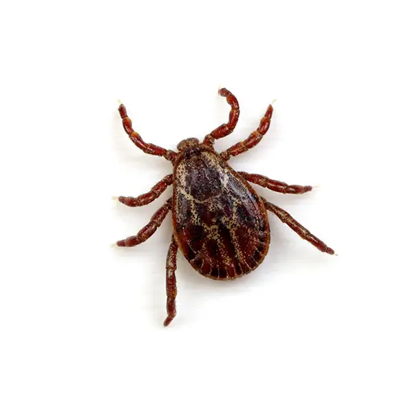 Tick on a white background - Keep pests away from your home with Pest Defense Solutions in Albuquerque, NM