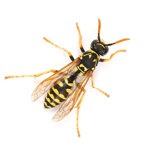 Wasp on a white background - Keep pests away from your home with Pest Defense Solutions in Albuquerque, NM