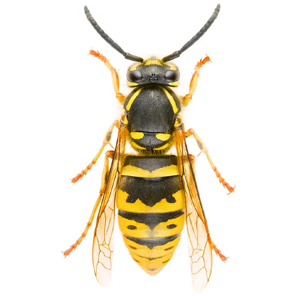 Yellowjacket on a white background - Keep pests away from your home with Pest Defense Solutions in Albuquerque, NM
