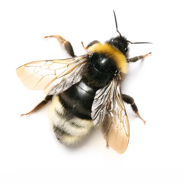Bumblebee on a white background - Keep pests away from your home with Pest Defense Solutions in Albuquerque, NM