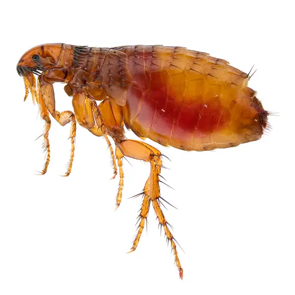 Flea on a white background - Keep pests away from your home with Pest Defense Solutions in Albuquerque, NM