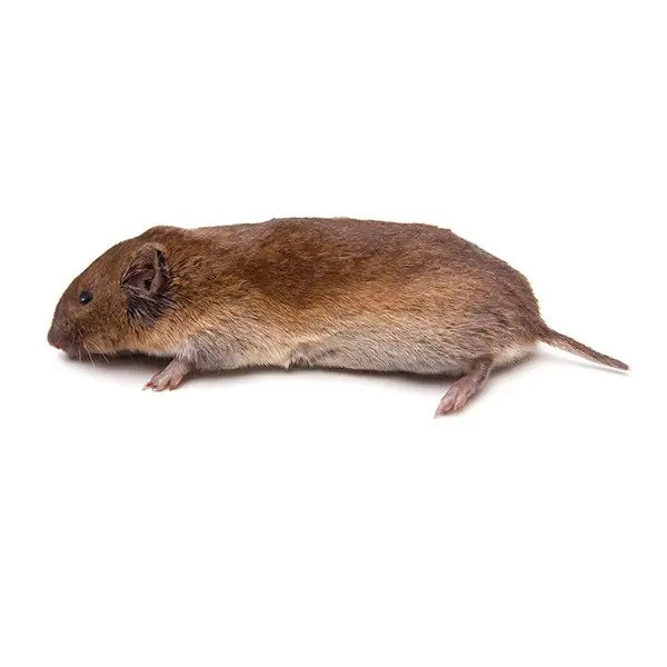 Vole on a white background - Keep pests away from your home with Pest Defense Solutions in Albuquerque, NM