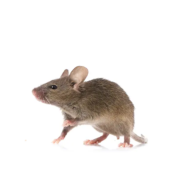 Gray rat on a white background - Keep pests away from your home with Pest Defense Solutions in Albuquerque, NM