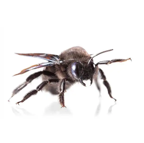 carpenter bee on a white background - keep pests away from your home with Pest Defense Solutions in Albuquerque, NM