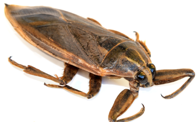 Water bug identification in Albuquerque NM - Pest Defense Solutions